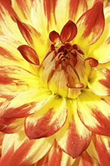 Kenora Sunset Dahlia Print