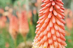 Images Dated 29th August 2014: kniphofia alcazar