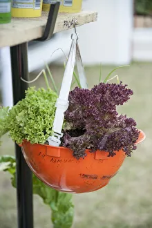 Lettuce, Lollo rosso, Lactuca sativa Lollo rosso Lettuce, Lollo rosso, Lactuca sativa Lollo rosso