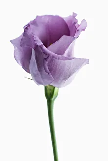 Lisianthus Eustoma Print - Individual Flower Almost Open