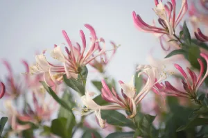 lonicera periclymenum, honeysuckle, pink subject lonicera periclymenum, honeysuckle, pink subject