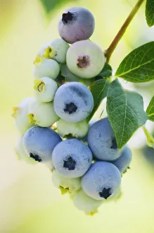 Blueberry Flower Prints: MAM_0060
