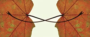 Maple Leaves Prints: Maple, Acer