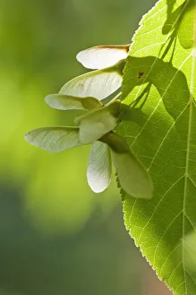 Maple Pere Davids Maple Acer davidii Green Deciduous Maple Pere Davids Maple Acer davidii Green Deciduous