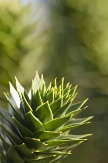 Monkey Puzzle Tree Prints: Monkey puzzle tree, Araucaria araucana, The tip of a branch showing the sharp pointed