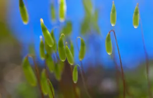 Botanical Macro Photography Prints: Moss, Close up detail of the foliage