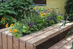 Nasturtium, Tropaeolum majus Alaska Salmon orange with with other herbs Nasturtium, Tropaeolum majus Alaska Salmon orange with with other herbs