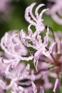 Nerine Nerine undulata Pink Bulb Flowering season Autumn Nerine Nerine undulata Pink Bulb Flowering season Autumn