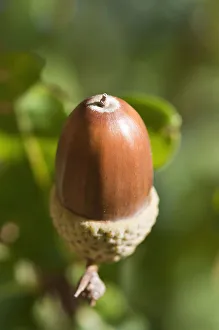 Oak Acorn Quercus robur Brown Tree Flowering season Spring Oak Acorn Quercus robur Brown Tree Flowering season Spring