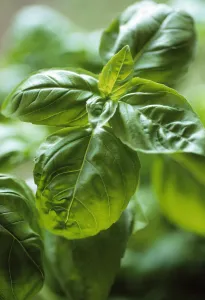 Green Leaves Prints: Ocimum basilicum Basil