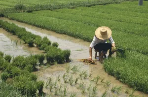 Oryza Sativa Rice Print