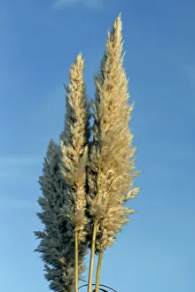 Cortaderia Selloana Prints: Pampas Grass