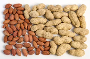 Peanut Print on White Background
