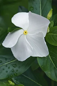 Periwinkle, Madagascar periwinkle, Catharanthus roseus, Close up of delicate white flower Periwinkle, Madagascar periwinkle, Catharanthus roseus, Close up of delicate white flower