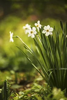 Pheasants Eye daffodil, Narcissus poeticus. Group, growing together Pheasants Eye daffodil, Narcissus poeticus. Group, growing together