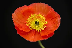 Poppy, Icelandic poppy, Papaver croceum, Papaver nudicaule Poppy, Icelandic poppy, Papaver croceum, Papaver nudicaule