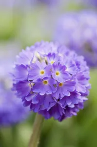 primrose, primula, drumstick primrose, primula denticulata primrose, primula, drumstick primrose, primula denticulata