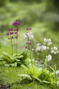 primula x candelabra hybrids, candelabra primula primula x candelabra hybrids, candelabra primula