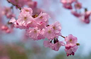 Prunus Accolade Cherry Pink Print
