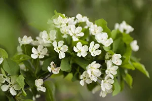 Prunus cerasus Surefire Cherry Print