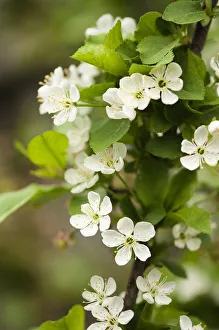 Prunus cerasus Surefire Cherry Print