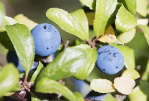 Herbal Medicine Uses Prints: prunus spinosa