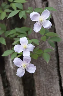 Clematis Montana Prints: PT 0516