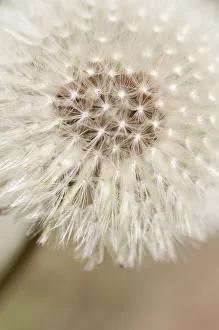 Taraxacum Officinale Images Prints: PT 0532