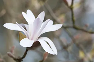 White Flowering Trees Prints: PT 0536