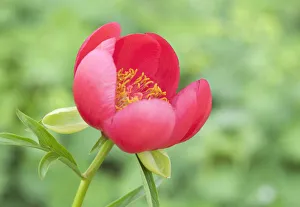 Red Peony Flower Prints: PT 0548