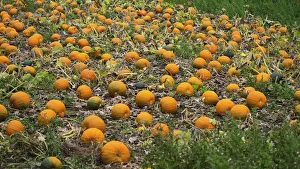 Pumpkin Print Cucurbita maxima 3808