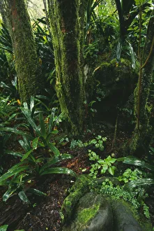 Green Vegetation Prints: rainforest, tree