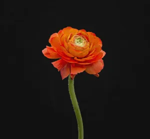 Orange Persian Ranunculus Print on Black Background