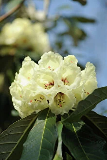 Creative Collection: rhododendron macabeanum