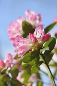 Outdoor Flower Photoshoots Prints: rhododendron seta