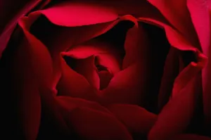 Red Rosa Rose Print