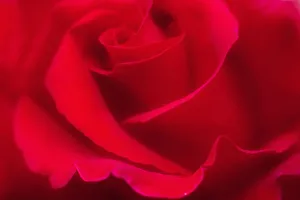 Red Rose Close-Up Print