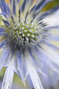 Sea holly Eryngium zabelii Big Blue Blue Perennial Sea holly Eryngium zabelii Big Blue Blue Perennial