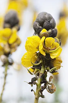Senna didymobotrya (popcorn bush) Senna didymobotrya (popcorn bush)