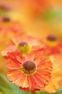 Creative Flower Photography Prints: Sneezeweed, Helenium, Helenium Karneol