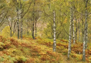 Birch Trees In Autumn Prints: SUB_0004. tif