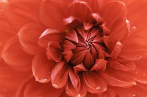 Taratachi Ruby Dahlia Red Print