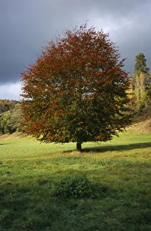 Autumn Beech Tree Prints: tree, single, common beech tree in autumn foliage. fagus sylvatica. wales gwent monmouth