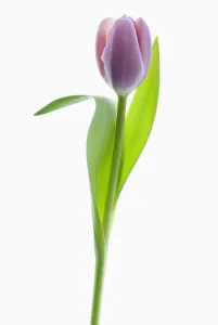 Purple Flag Tulip Print - Single Stem with Leaves on White Background