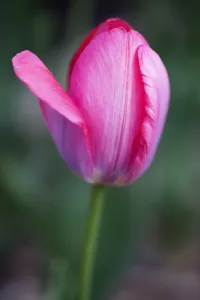 Tulipa cultivar. Close view of single, pink tulip flower with one petal unfurling out to Tulipa cultivar. Close view of single, pink tulip flower with one petal unfurling out to