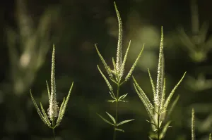 Summer Flowering Shrubs Prints: veronicastrum virginicum, culvers root, pink subject