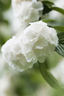 viburnum, rotundifolium doublefile viburnum, viburnum plicatum f. tomentosum rotundifolium' viburnum, rotundifolium doublefile viburnum, viburnum plicatum f. tomentosum rotundifolium'