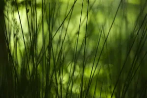 View through Tall Grass Print