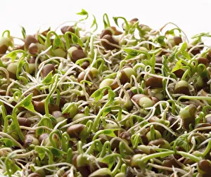 Azuki White Bean Print