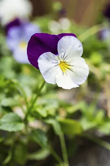 Viola cultivar. Single flower with white and purple petals covered in tiny insects Viola cultivar. Single flower with white and purple petals covered in tiny insects